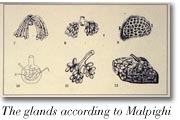 The glands according to Malpighi