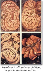 Tavole di Aselli sui vasi chiliferi: le prime stampate a colori