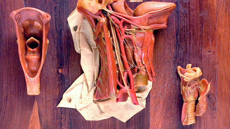 1. Cavità della faringe 2. Nervi laringei e faringei del vago e ansa del nervo ipoglosso 3. Nervi della laringe