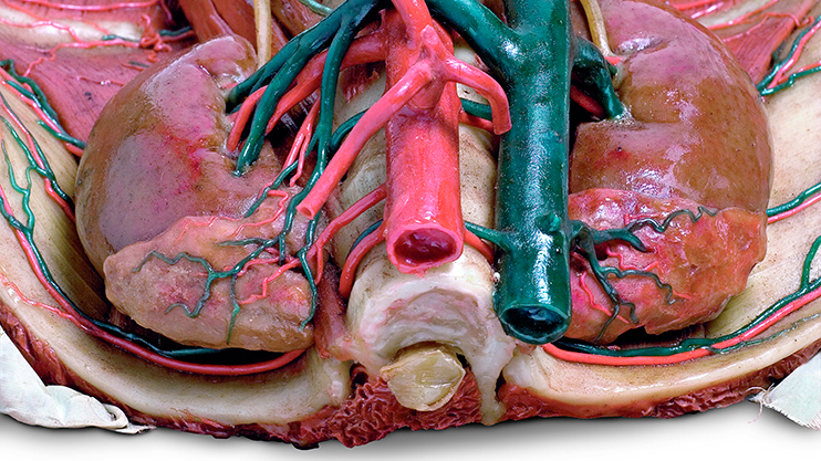 Male uro-genital system